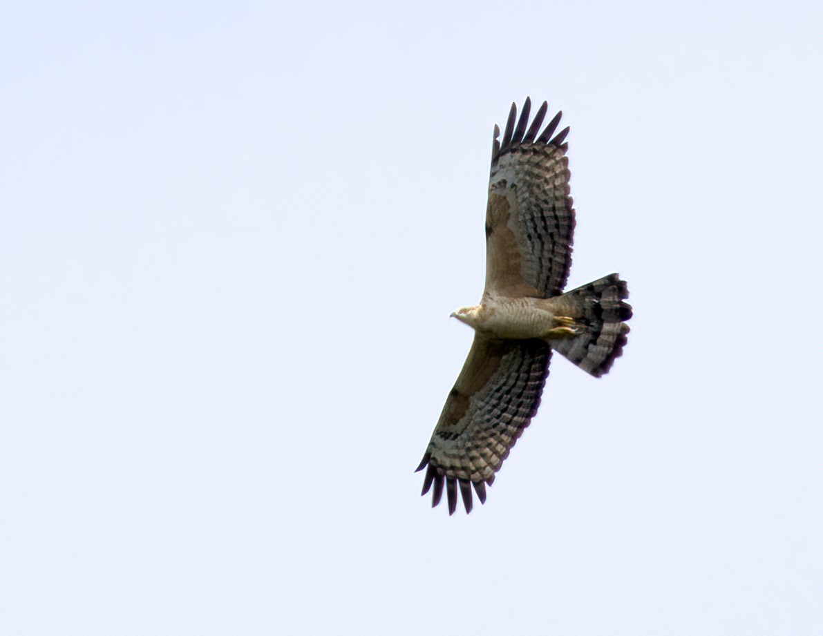 Oriental Honey-buzzard - ML556776681