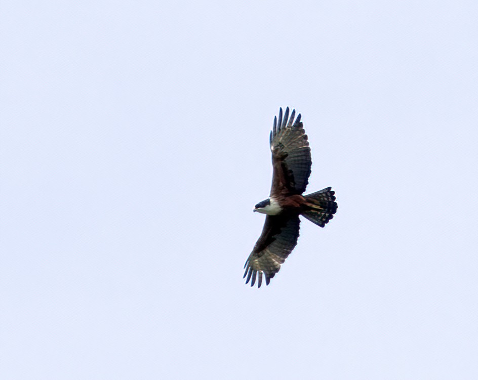 Rufous-bellied Eagle - ML556776711