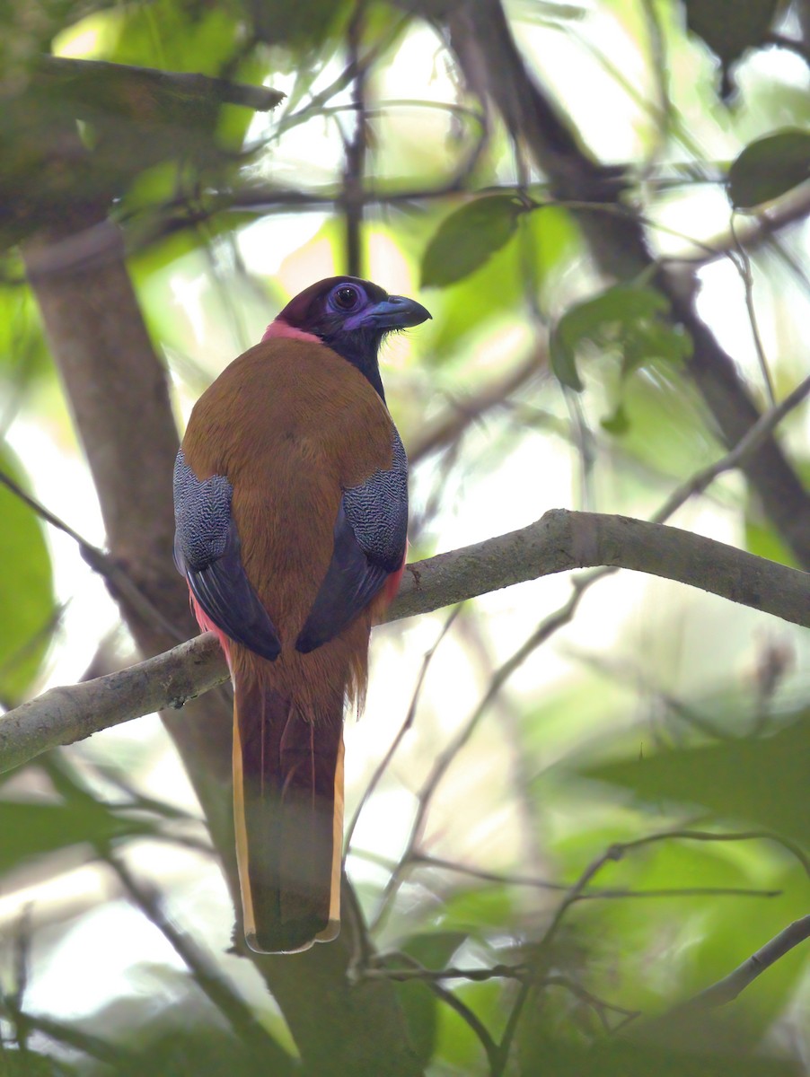 Trogon de Diard - ML556776741