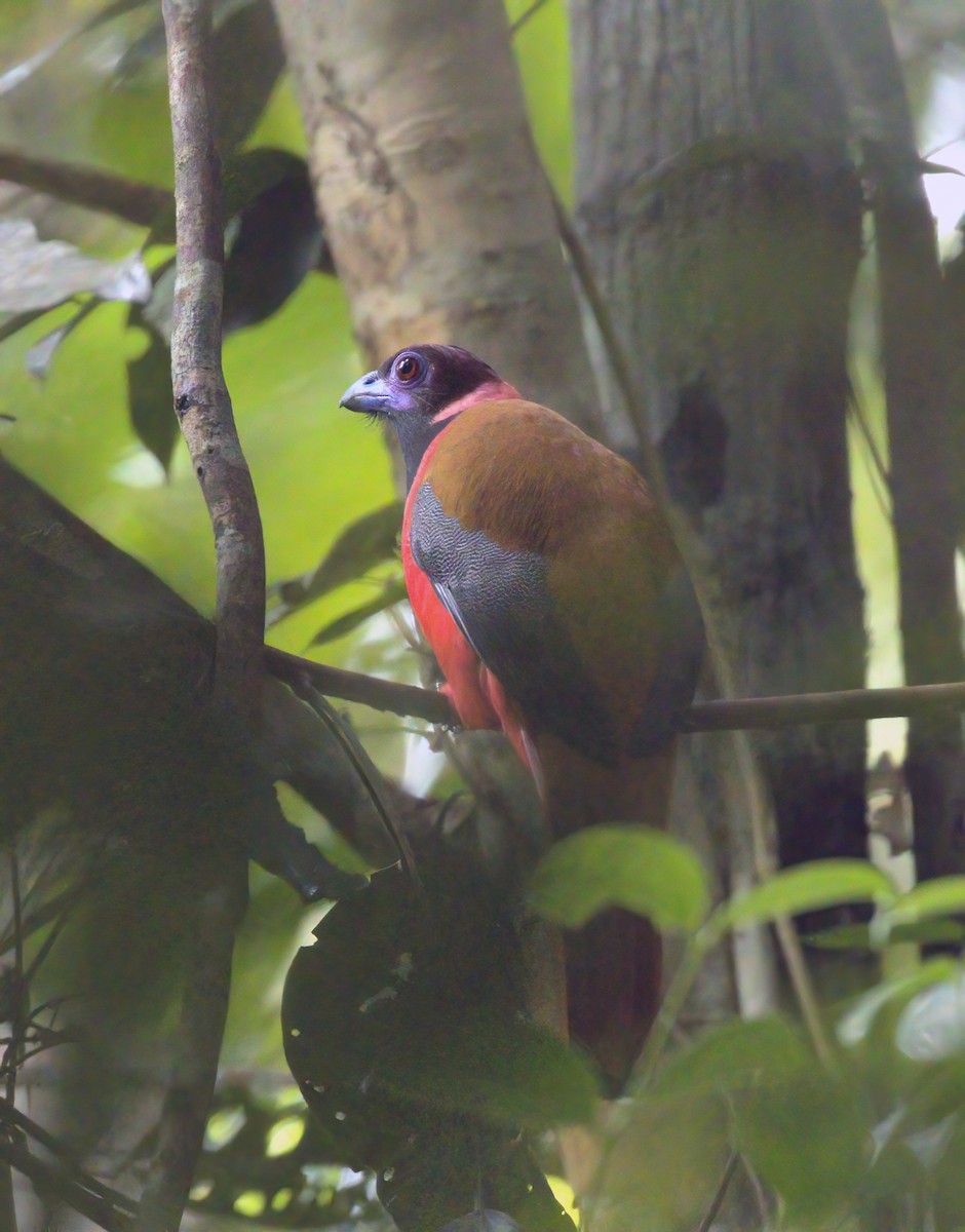 Trogon de Diard - ML556776751