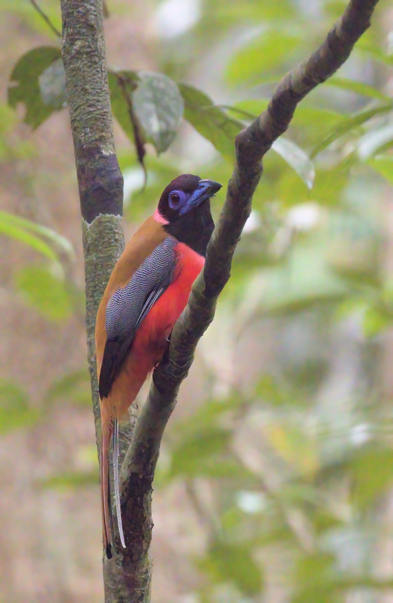 Diard's Trogon - Dave Bakewell