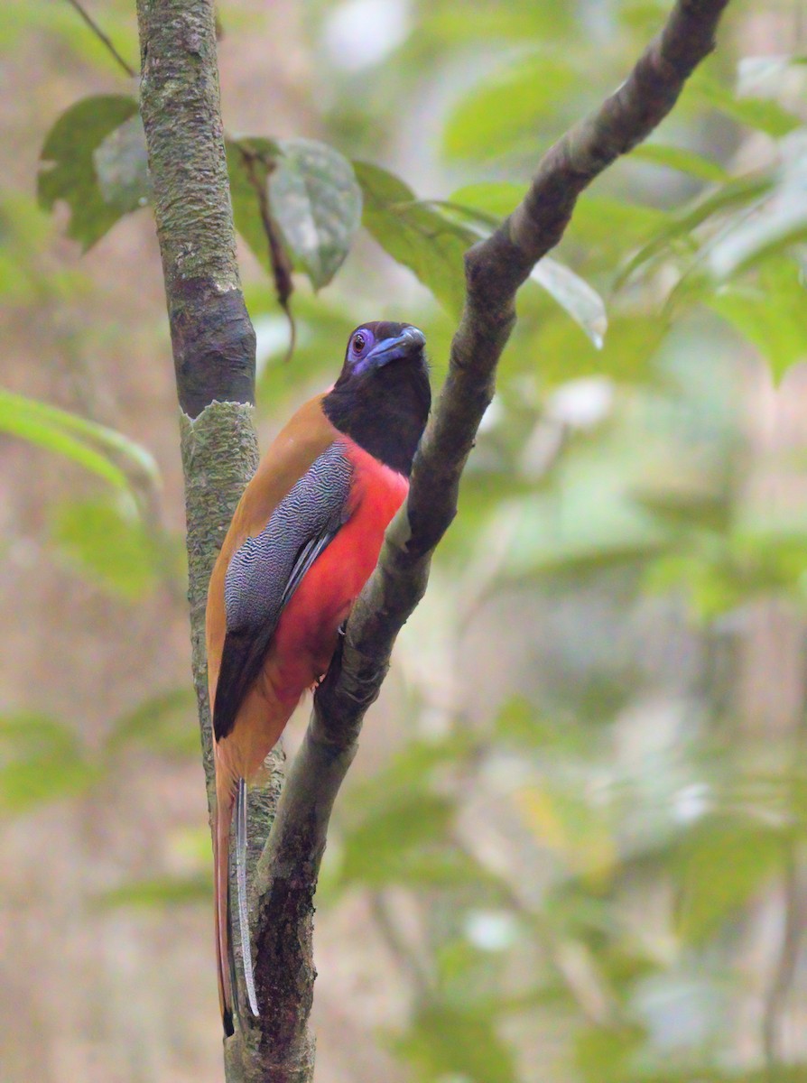 Diard's Trogon - Dave Bakewell