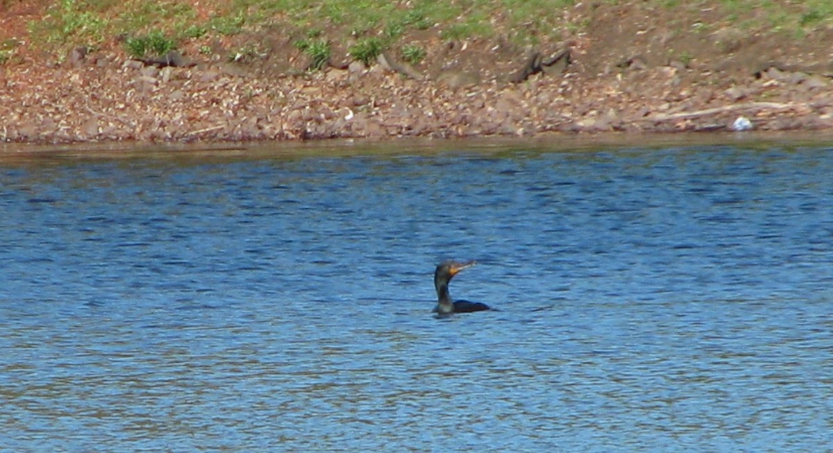 Double-crested Cormorant - ML55677691