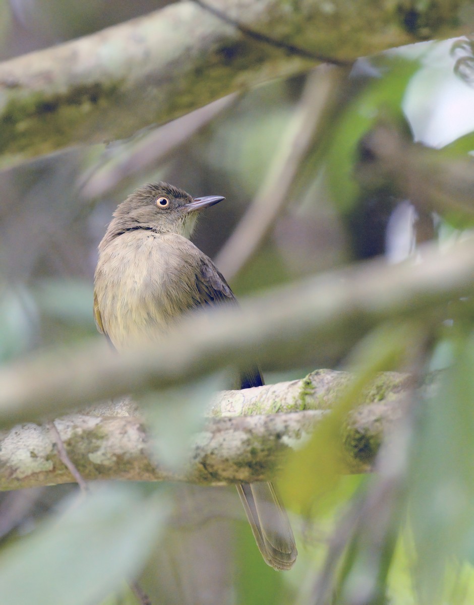 Cream-eyed Bulbul - ML556776961