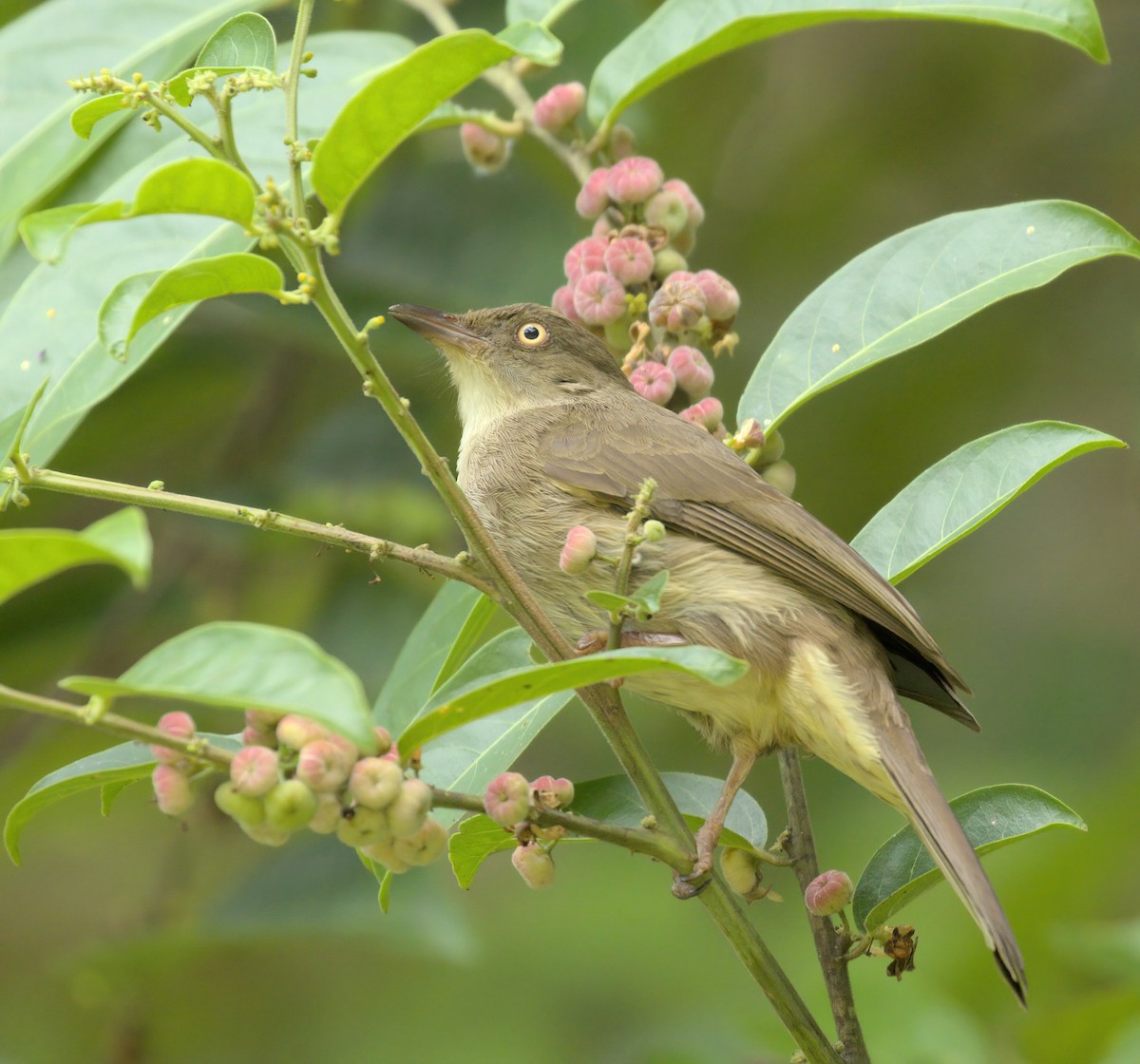 Cream-eyed Bulbul - Dave Bakewell