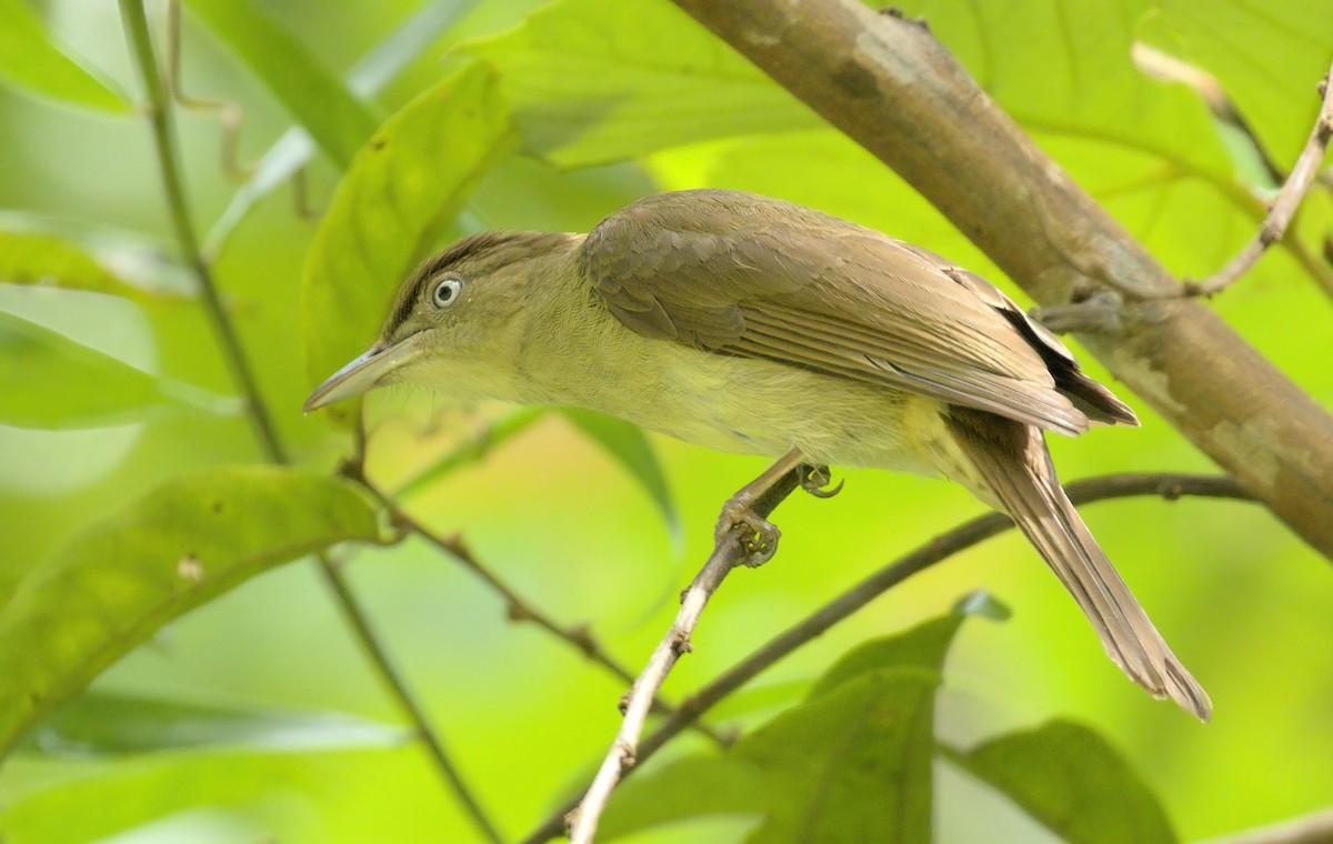 Charlotte's Bulbul - Dave Bakewell