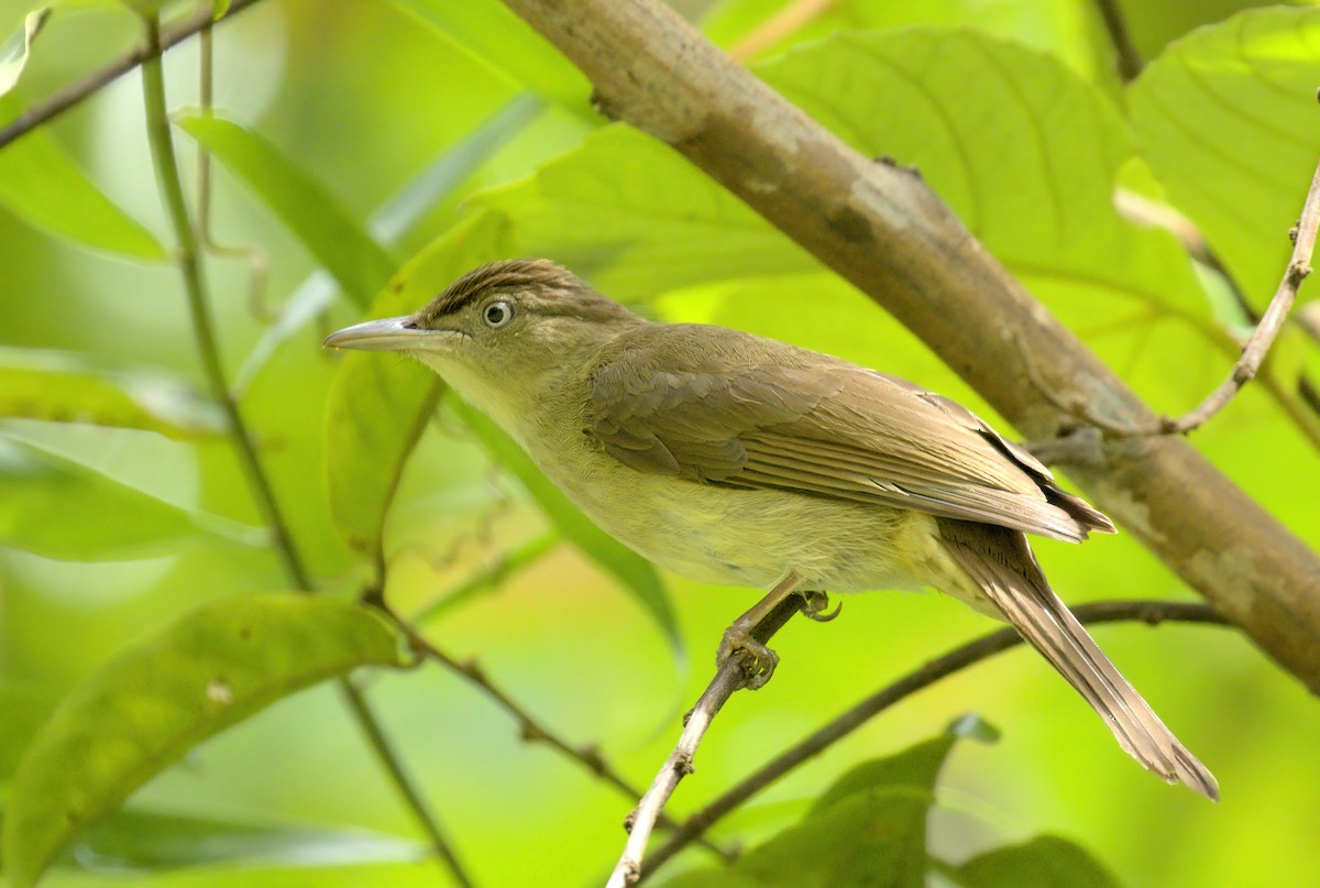 Charlotte's Bulbul - ML556777091