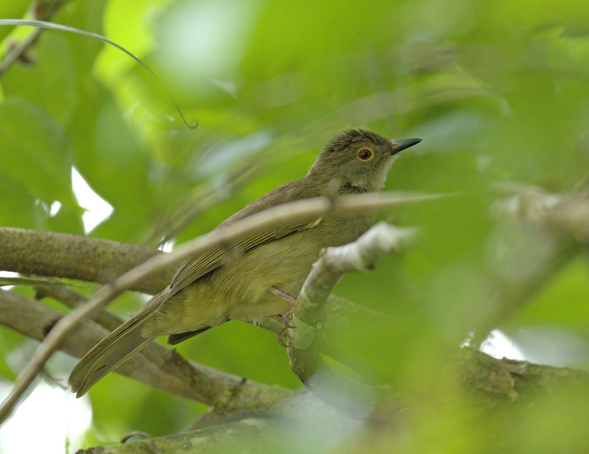 Spectacled Bulbul - Dave Bakewell