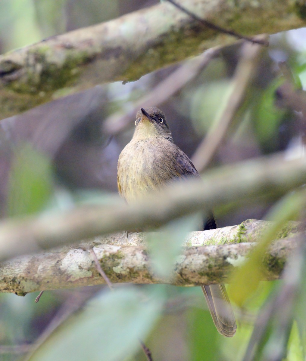 Cream-eyed Bulbul - ML556777261