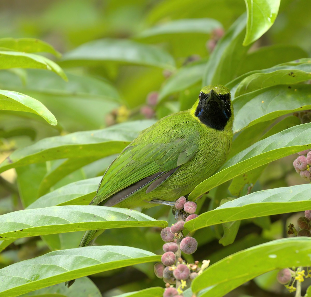 Blaubart-Blattvogel - ML556777341