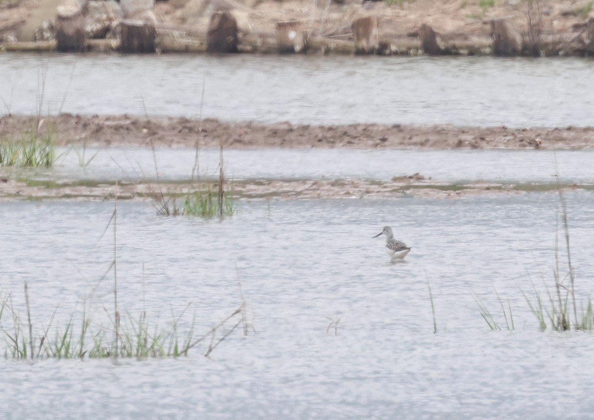 Nordmann's Greenshank - ML556777511