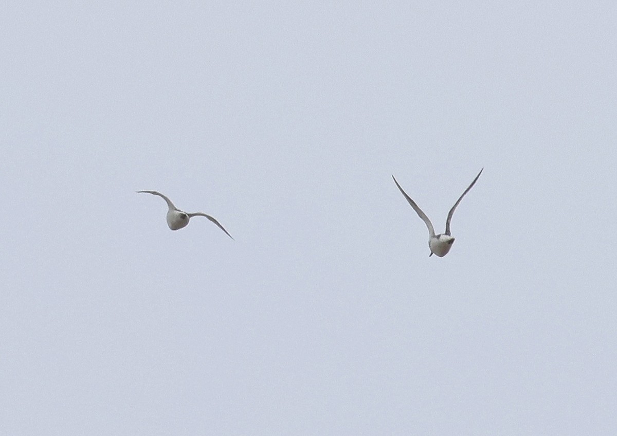 Nordmann's Greenshank - ML556777551