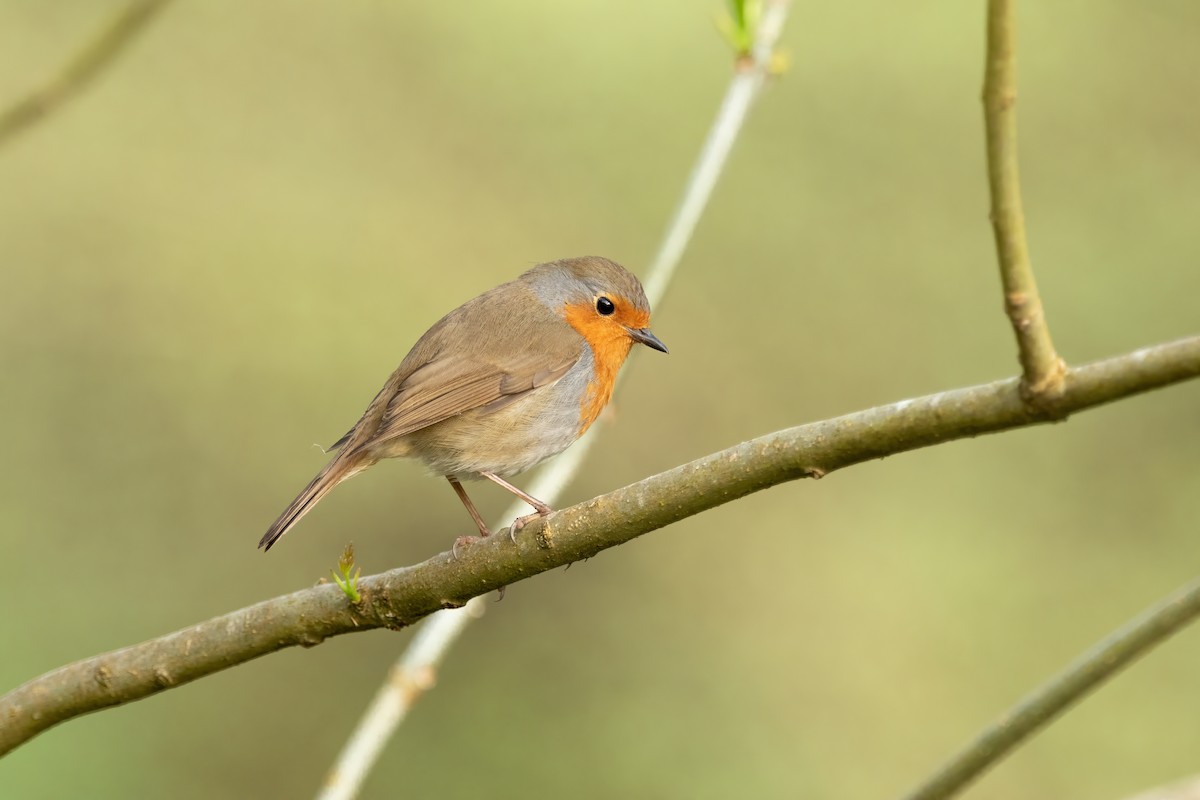 European Robin - ML556777701