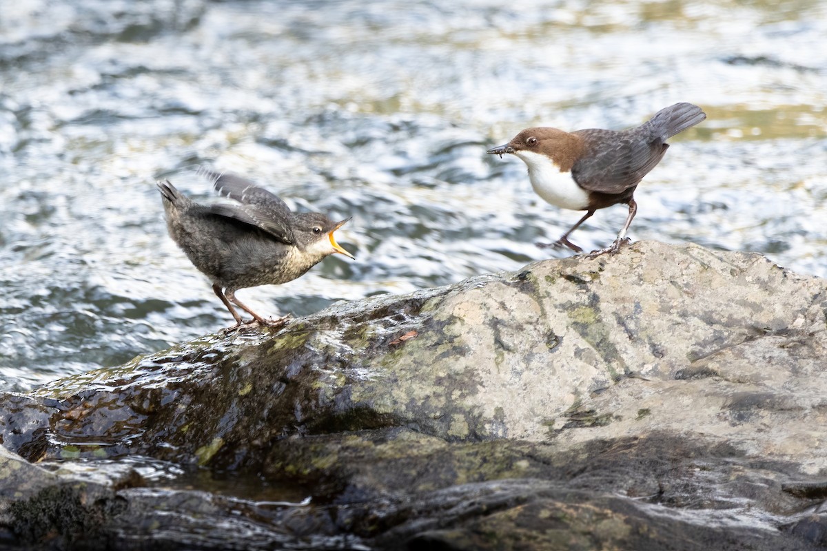 White-throated Dipper - Aimar Hernández Merino