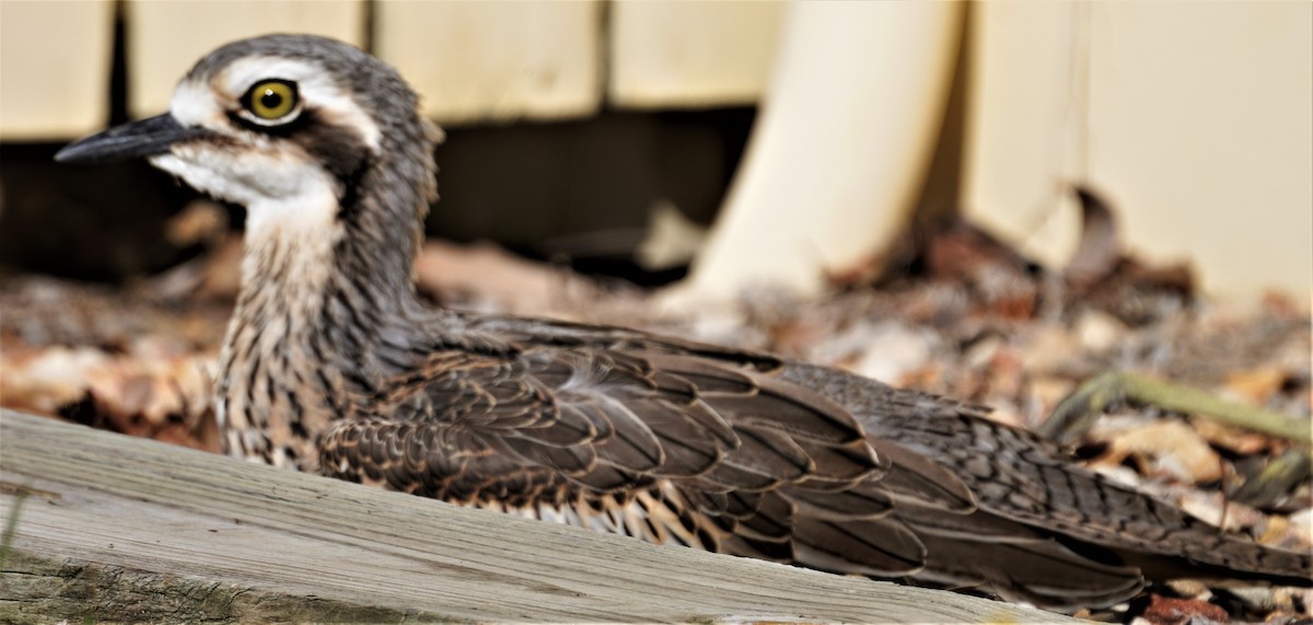 Bush Thick-knee - May Britton