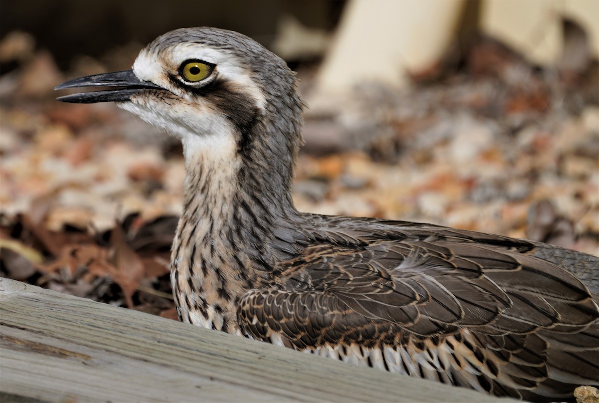 Bush Thick-knee - May Britton