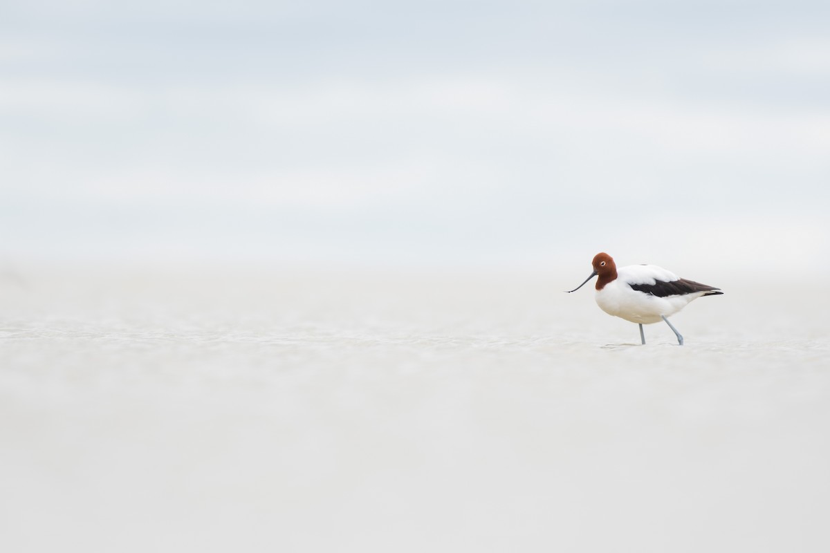 Red-necked Avocet - ML556778261