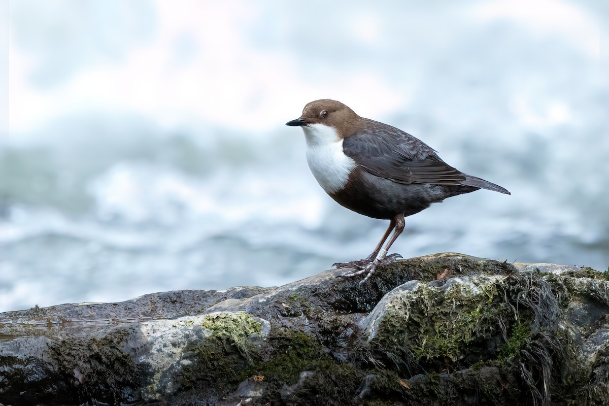 White-throated Dipper - ML556778411