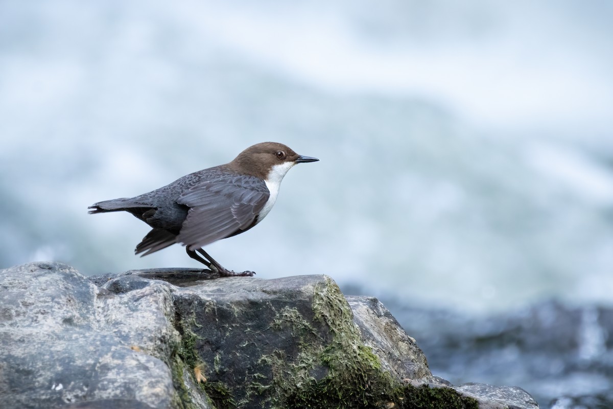 White-throated Dipper - ML556778421