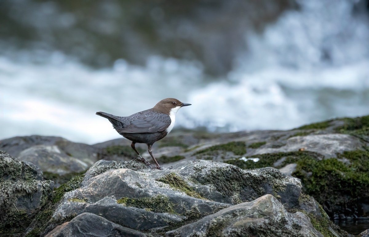 White-throated Dipper - ML556778451