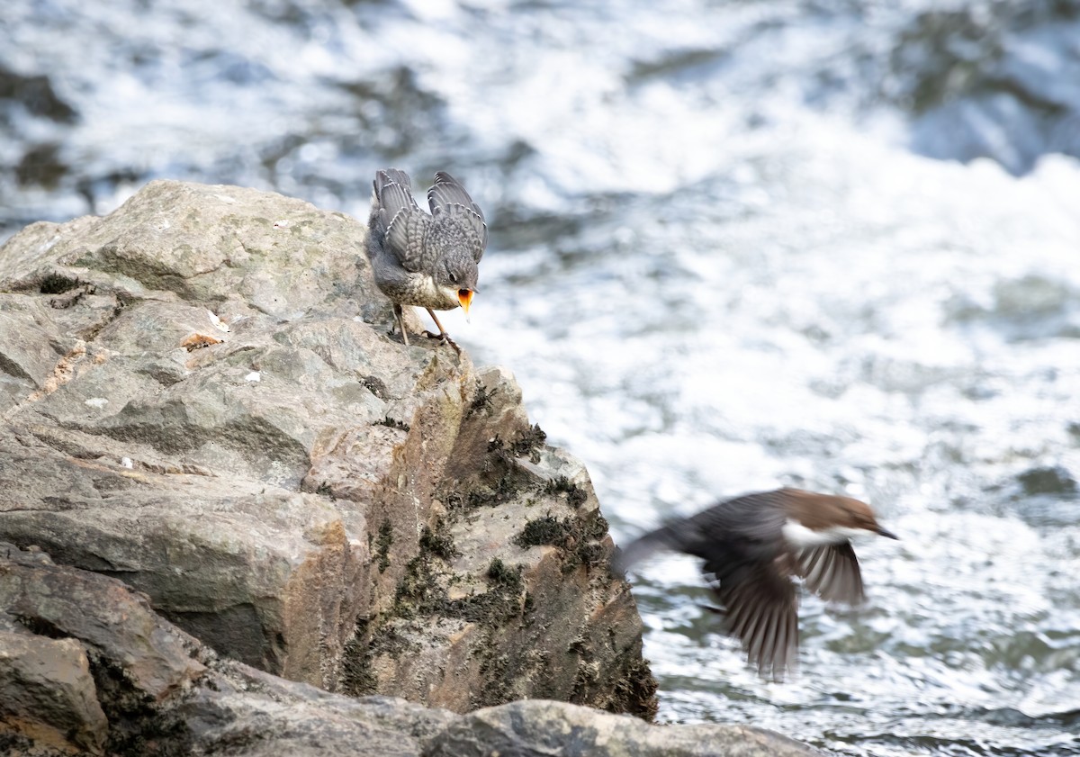 White-throated Dipper - ML556779181