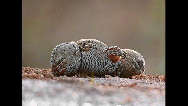 Jungle Bush-Quail - ML556781381