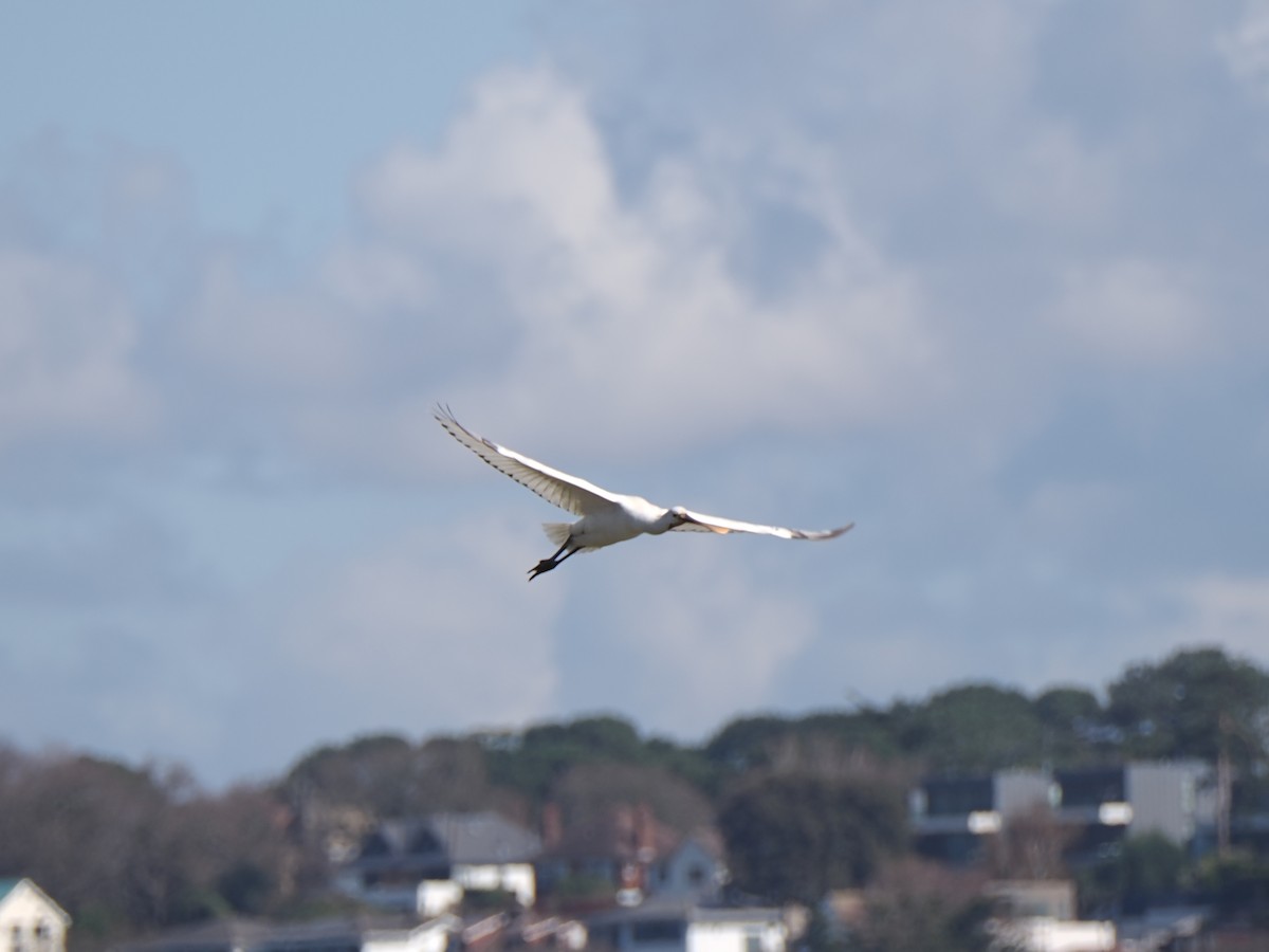 Eurasian Spoonbill - Jackie  edwards