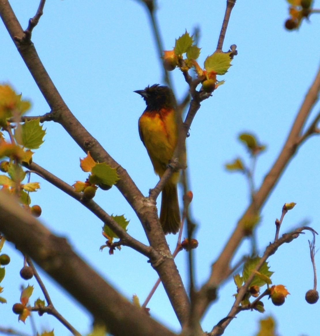 Orchard Oriole - ML55678271