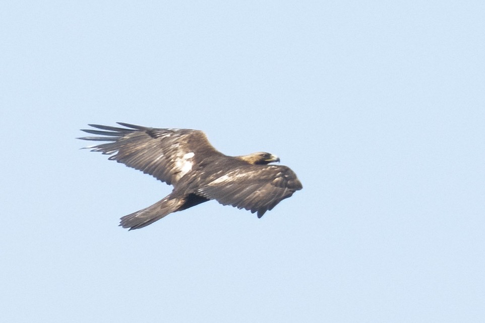 Águila Real - ML556783091