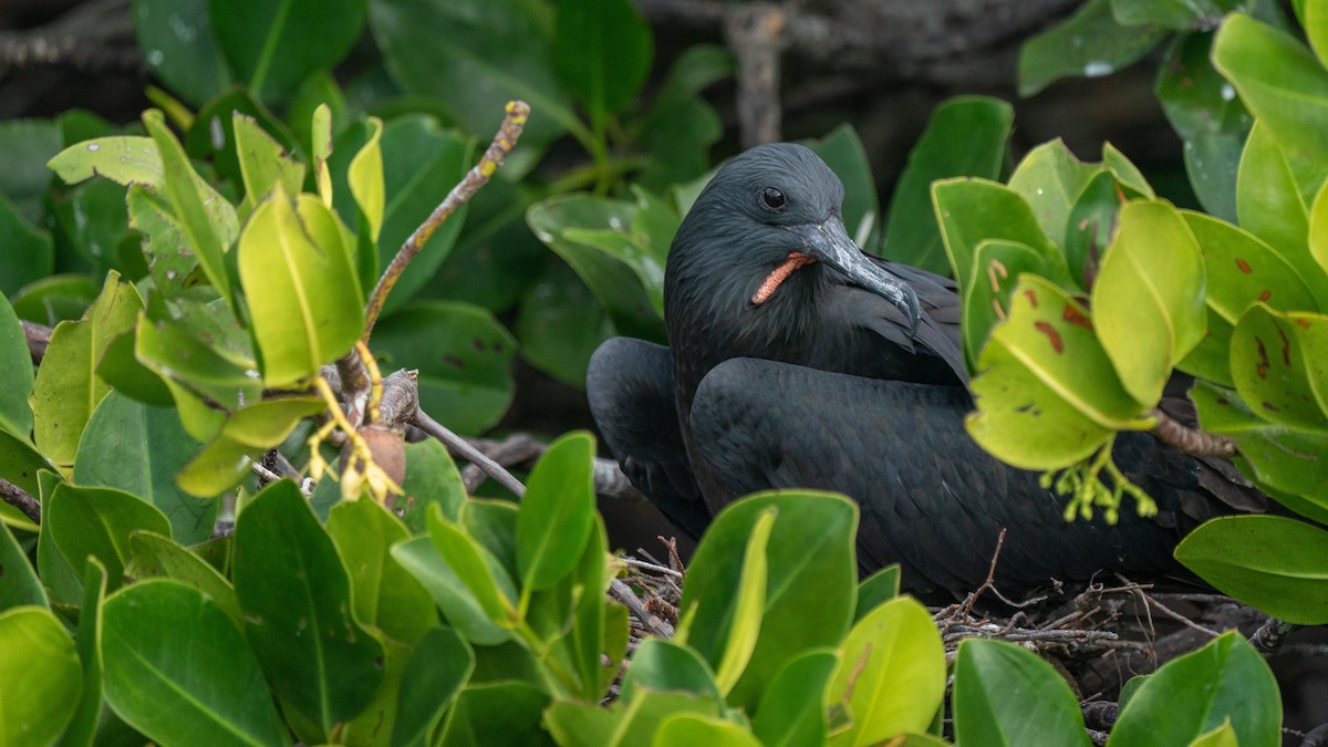 Lesser Frigatebird - ML556783191