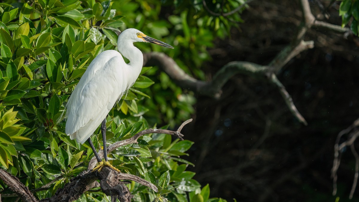 Little Egret (Dimorphic) - ML556783261