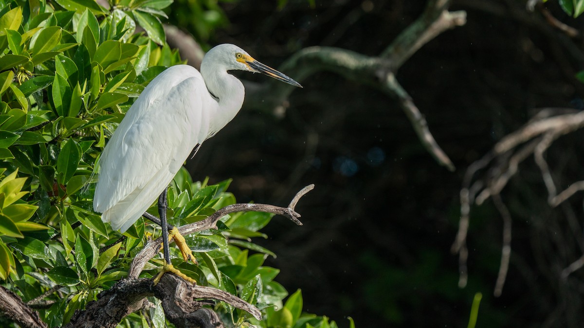 Little Egret (Dimorphic) - ML556783271