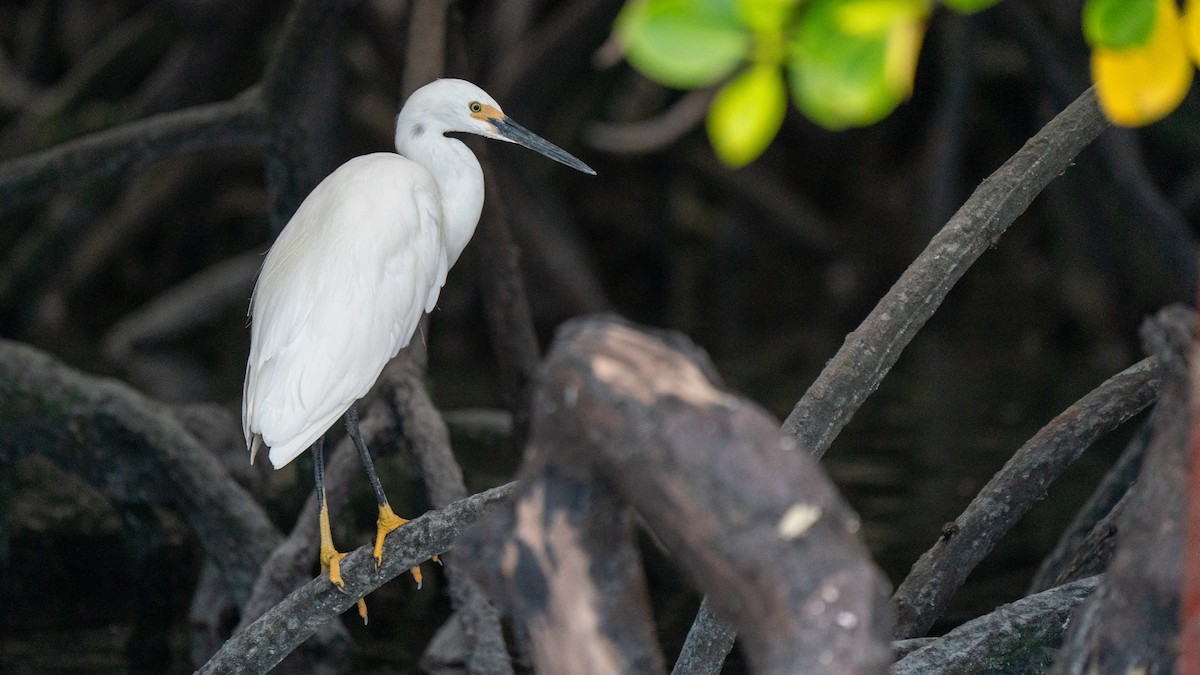 Little Egret (Dimorphic) - ML556783281