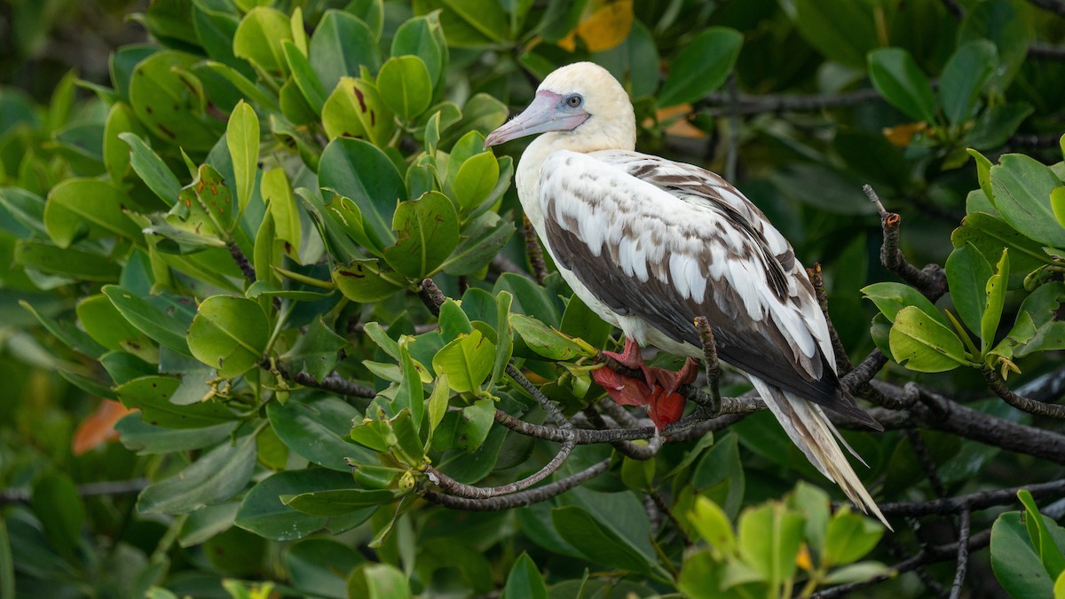 Red-footed Booby - ML556783291