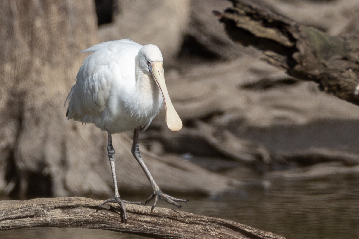 Yellow-billed Spoonbill - ML556784121