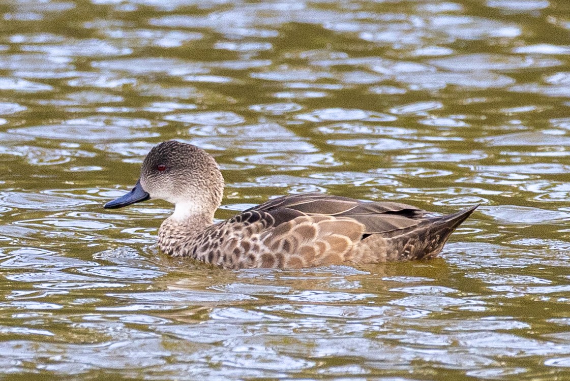 Chestnut Teal - Lutz Duerselen