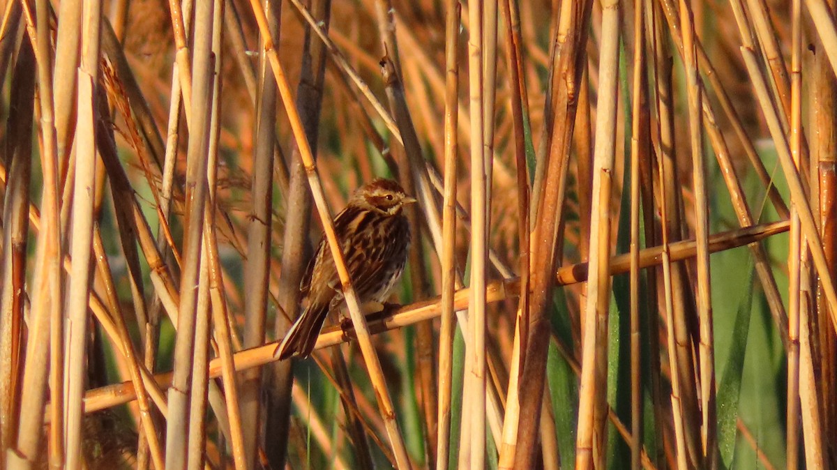 Reed Bunting - ML556784751