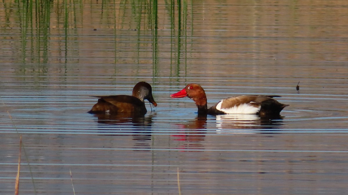 Red-crested Pochard - ML556784841