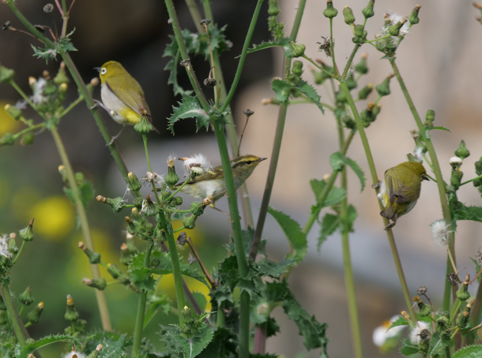 Swinhoe's White-eye - ML556784941