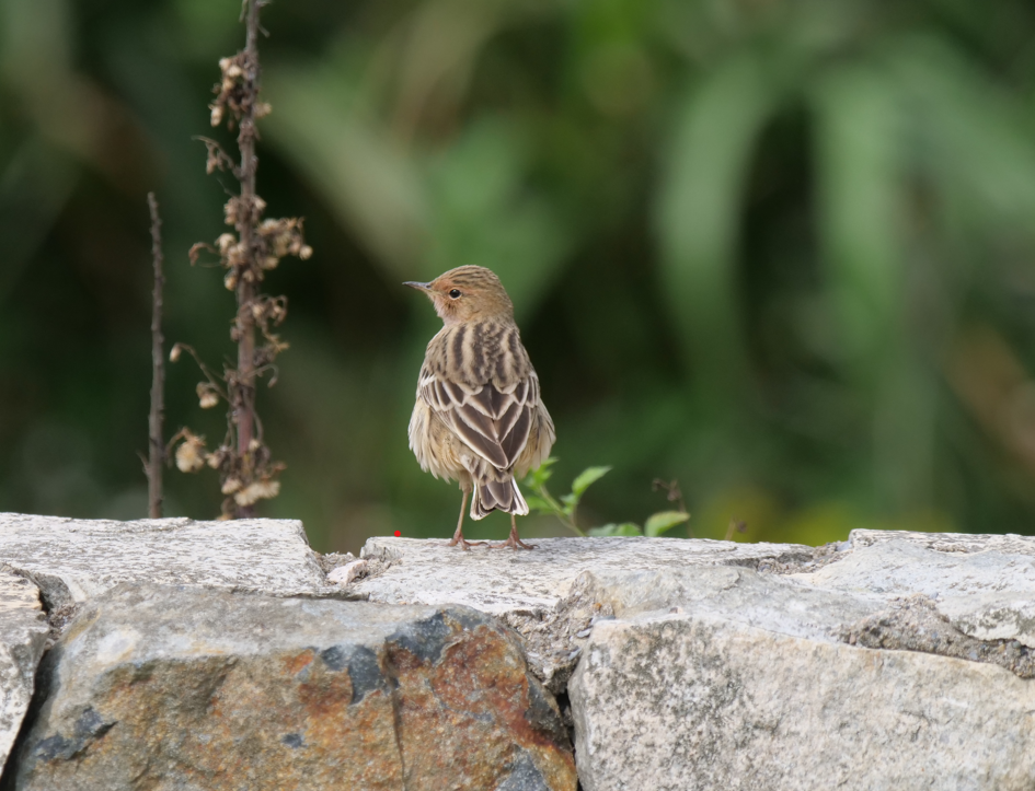 Red-throated Pipit - ML556784991