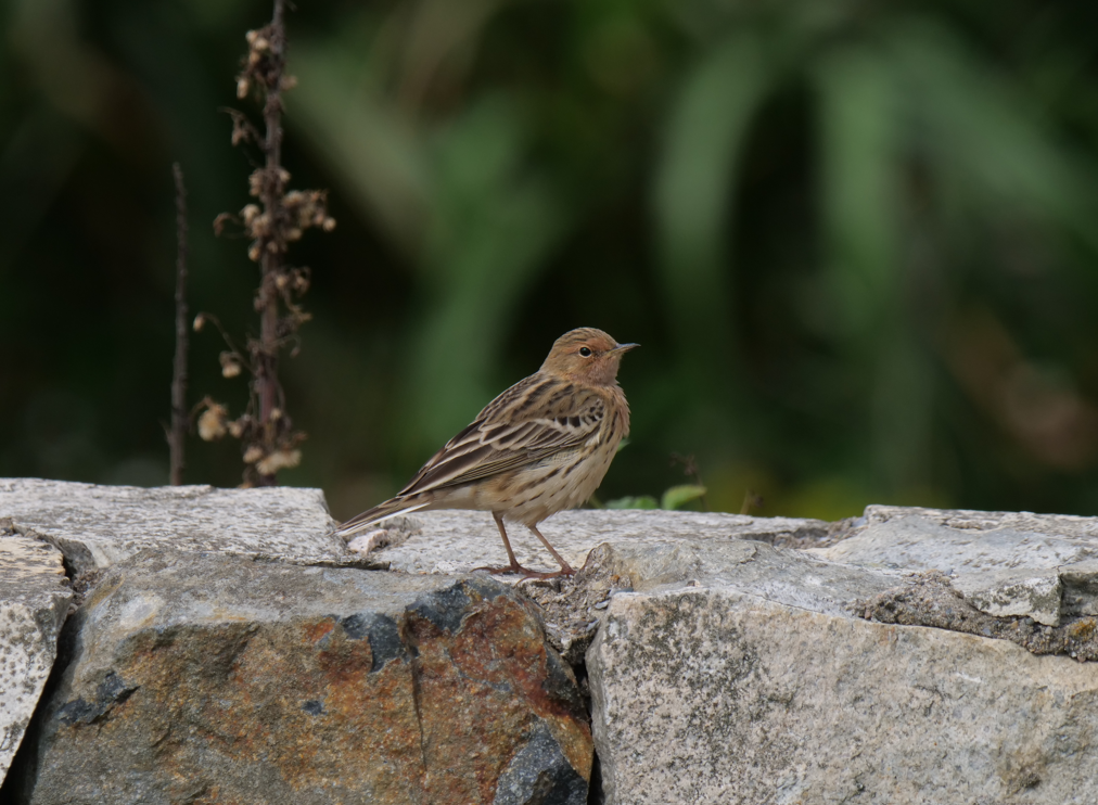 Red-throated Pipit - ML556785001