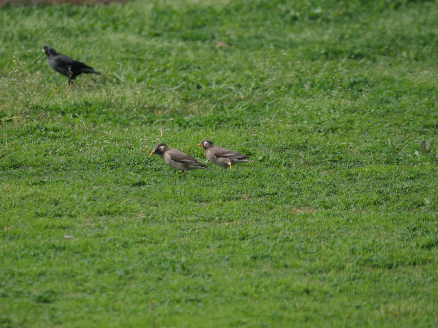 White-cheeked Starling - ML556785091