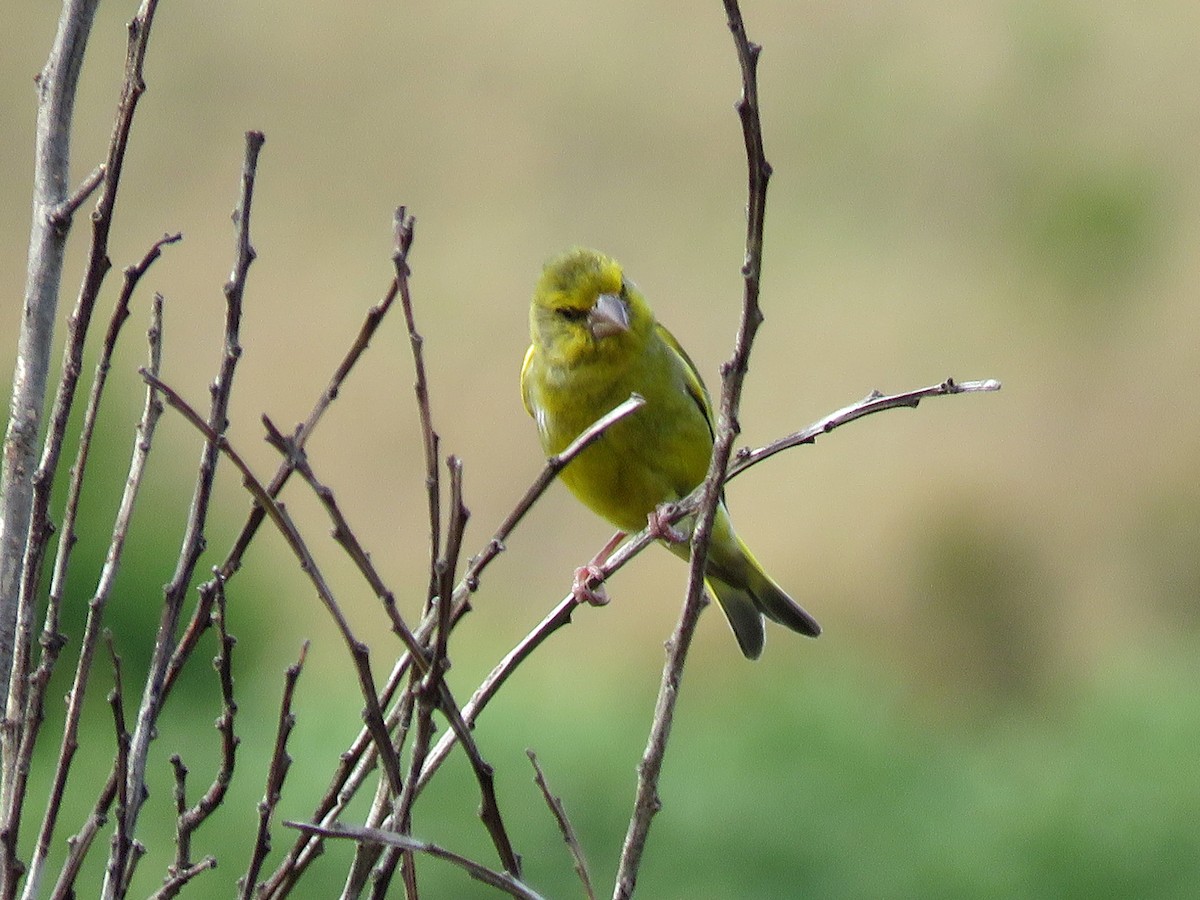 European Greenfinch - ML556785451