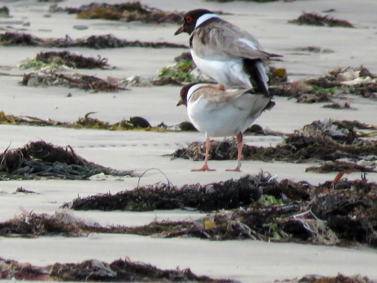 Hooded Plover - ML556785641