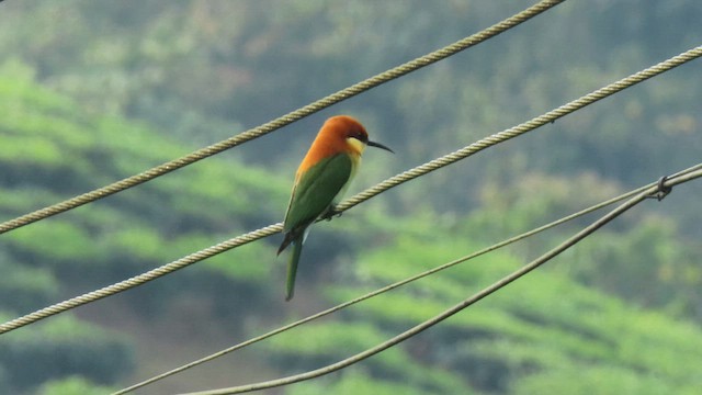 Abejaruco Cabecirrufo - ML556786011