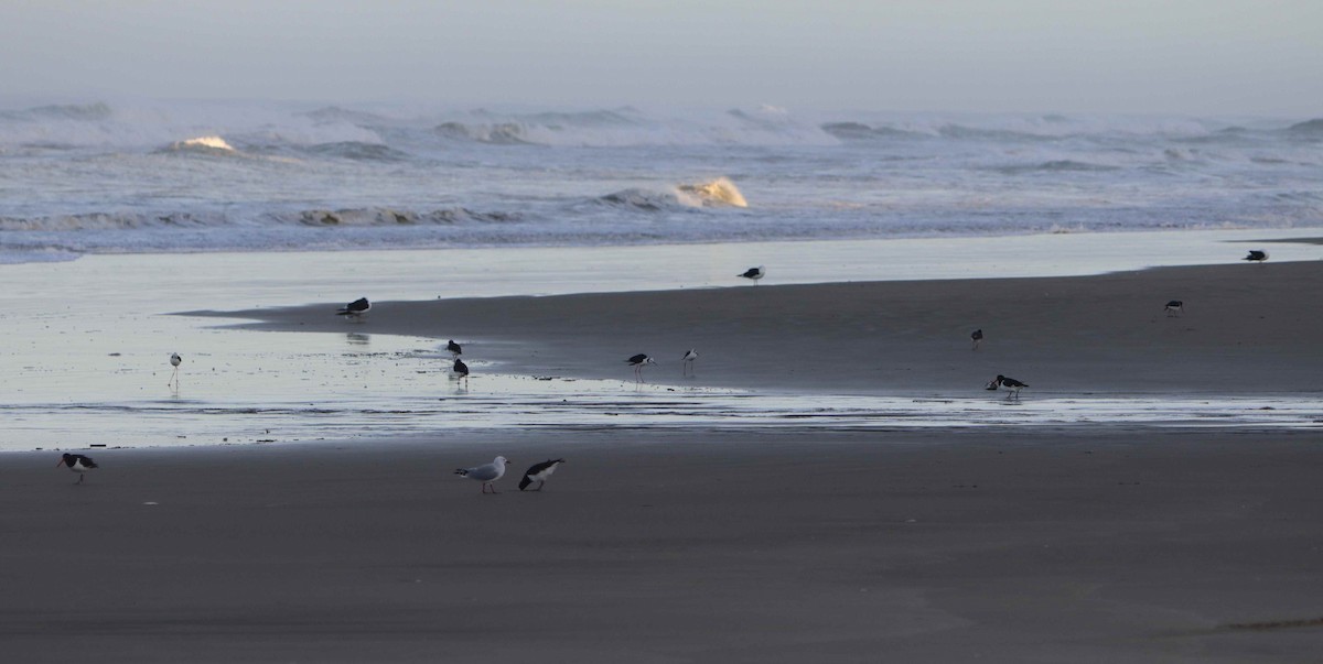 South Island Oystercatcher - ML556786031