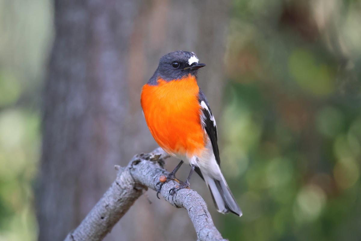 Flame Robin - ML556786821