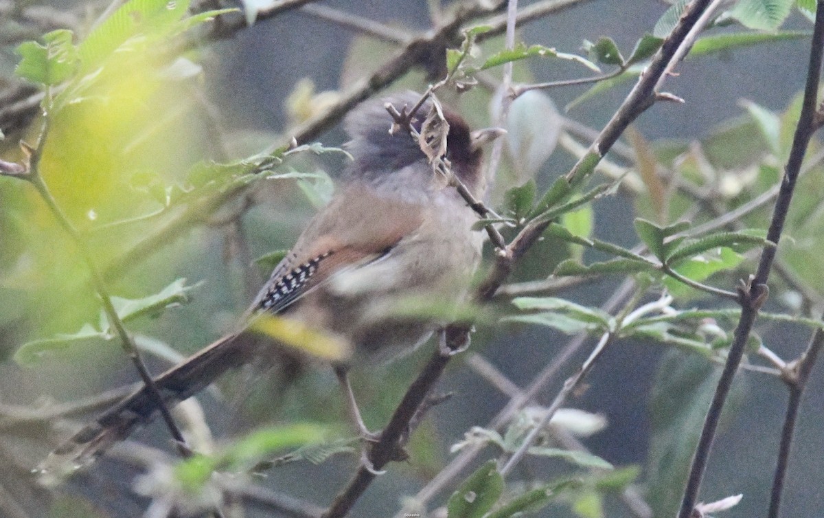 Rusty-fronted Barwing - ML556787211