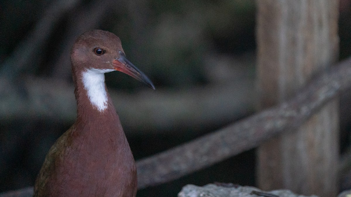 White-throated Rail - ML556787711