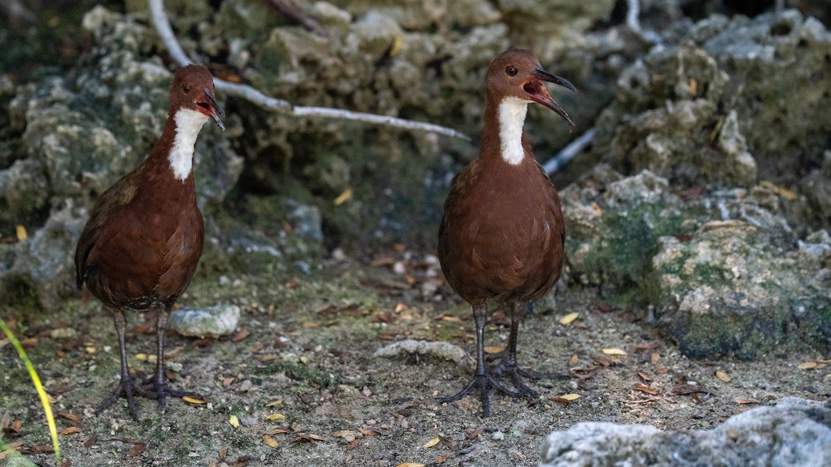 White-throated Rail - ML556788381